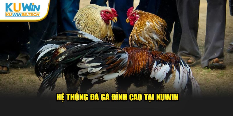 Hệ thống đá gà đỉnh cao tại Kuwin